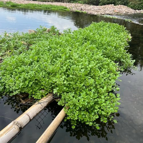 semi di crescione perenni - giardino da esterno resistenti da decorazione aromatiche 90pcs