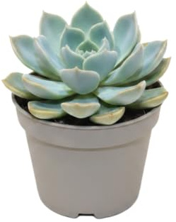 DECOALIVE Rosa de Alabastro Echeveria Pulidonis Maceta de 10 cm, Suculenta de 10-15 cm para Luz Natural Suave