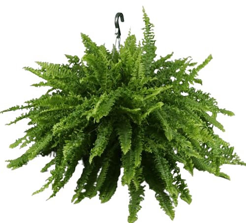 Helecho Colgador Gigante Natural Planta de Tamaño Grande en Maceta de 20cm