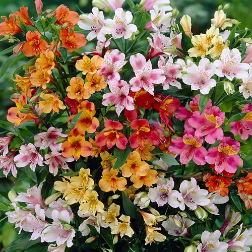 Colección de Alstroemerias (Lirio Peruano) - Pack de 3 plantas en macetas de 2L. Flores perennes resistentes, perfectas para cortar y de floración prolongada. Ideales para tu jardín.