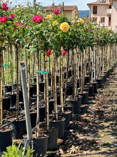 Rosa rifiorente ad alberello rosai pianta di rose in vaso ø24 cm COLORI CASUALI FOTO REALI Vivaio di Castelletto