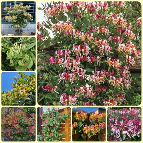 semi di caprifoglio, le rampicanti sono resistenti Lonicera japonica, da balcone da giardino esotiche semi di pascolo 500pcs