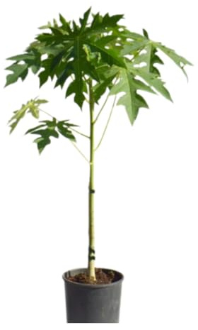Vivaio Garden Forest Carica papaya Pianta tropicale da frutto