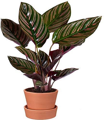 40-50cm Calathea Ornata | Tropische Zimmerpflanze | Zuhause oder Büro Mehrfarbig