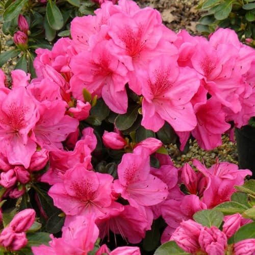 Rhododendron 'Dearest' (Hyde) - Evergreen Azalea Shrub with Large Pink Flowers – 1x 3 Litre Potted Plant by Thompson & Morgan