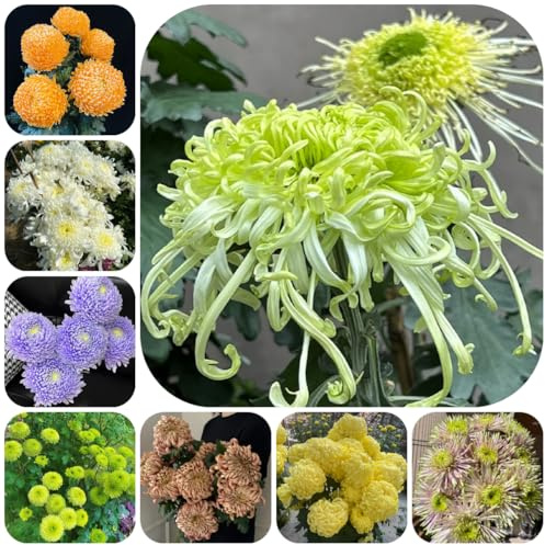 semi di crisantemo resistenti - crisantemo - perenne resistente tappezzante selvatici da balcone per aiuole rialzate 200pcs