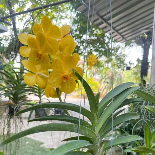 Orchidea Vanda semi di prato selvaggio bonsái interni giardino del balcone selvaggio balcone trepadora tagliati semi primavera giardino 250pcs