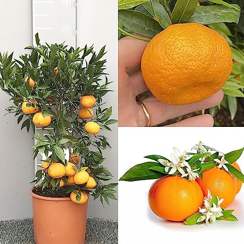 SAVINI VIVAI Planta de mandarina, árbol de cítricos, mandarina Ciaculli tardía en maceta de 20 cm altura 70 cm 2-3 años de injerto, fabricado en Italia
