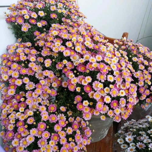 Semi di margherita perenne-vaso per,crescita rapida decorazione da giardino,molto adatta alle e agli insetti da balcone 1000pcs