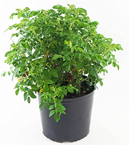 Rosa rugosa 'Alba' (White Rugosa Rosa) Rose, white flowers, #2 - Size Container