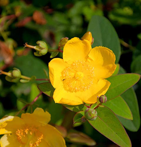 Großblumiges Johanniskraut Hidcote 20-30cm - Hypericum - Gartenpflanze