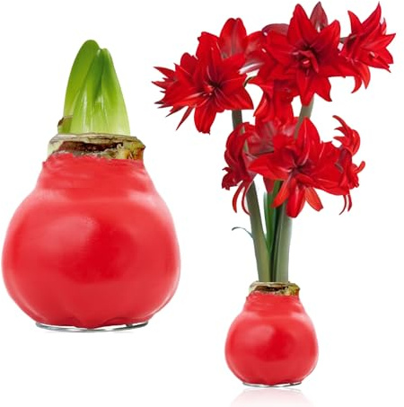 FLORIUM - Wachs Amaryllis Zwiebeln Rot Double Crimson – Wachsamaryllis 28/30 Großformat | 1 Stück | gewachst/wax | ohne Gießen | Zimmerpflanzen aus Holland - Hippeastrum (kein glas, vase und Topf)