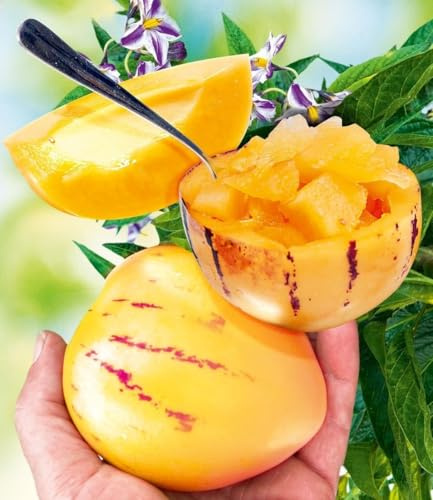 BALDUR Garten 2x Melonenbirne 'Sugar Gold®', Pflanzen im 10,5 cm-Topf