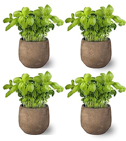SMPLY. - Planta Albahaca - Pack 4 - Altura: 20 cm - Maceta 10 cm - Planta Antimosquitos -Hierba Aromática Interior y Exterior - Ideal Huerto Urbano y Jardín - Maceta de Cerámica No Incluida.
