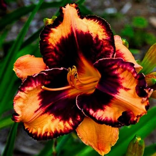 Taglilienzwiebeln-Winterhart MehrjäHrig,Taglilien Pflanzen,Taglilien Zwiebeln Winterhart MehrjäHrig,Hemerocallis Knollen,Winterharte Stauden,Bonsai Pflanze-5zwiebeln-c