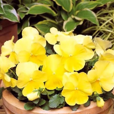 Pansy Golden Yellow Clear Crystals 250 Seeds + Plant tag + Freebie - Bedding Flower - Viola wittrockiana