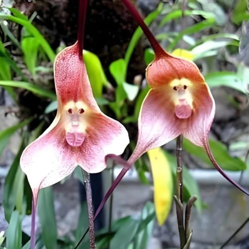 orchidea scimmia semi to perenni, decorazione autunnale orchidea faccia di scimmia - dracula simia - decorativi, resistenti 300pcs