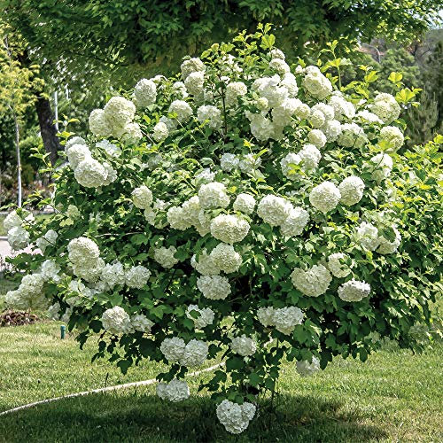 Viburnum Opulus Snowball Shrub Hardy Deciduous Shrub Guelder Rose European Candy Bush White Snowball Shaped Flowers attracts Wildlife 1 x 9cm Pot by Thompson and Morgan