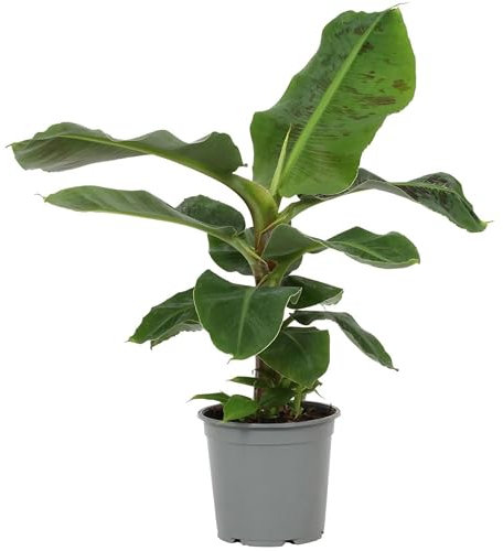 I GIARDINI DI GIULIA - Musa Tropicana Banano Nano, Pianta Vera Tropicale da Interno, Altezza 70cm, Vaso 20cm diamtero, Foglie Verdi Esotiche, Purificante, Decorativa per Casa e Ufficio