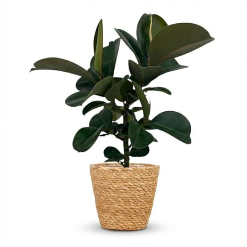 Ficus Elastica Cloe Gummibaum 65cm – Zimmerpflanze im Korb Ø19cm – große glänzende grüne Blätter – pflegeleicht für Wohnung & Büro – ideal bei Halbschatten, moderat gießen
