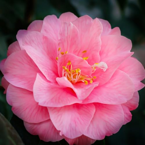 Carbeth Plants - 2 x Pink Camellia Spring Festival Japonica Plants in 9cm Pots - Evergreen Shrubs Spring Flowering Garden Ready - Ideal for Borders, Containers & Patio Pots