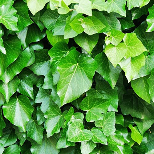 Hedera Helix 'Arborescens' Non-Climbing Tree Ivy Hardy Shrub Green-White Blooms Black Berries Easy to Grow Garden Evergreen 1 x 3 Litre Potted Plant by Thompson and Morgan
