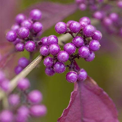Schönfrucht '' Callicarpa bodinieri '- Ca 60 cm di 3L Pot