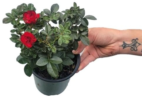 Petite Knock Out® Rose - Live Plant - (1 QT)