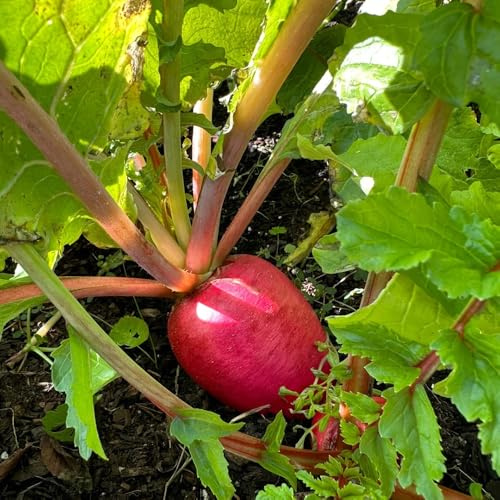 radieschen - radieschensamen - hochbeete für garten bio anzucht wintergemüse gemüsesamen pflanzensamen 200samen