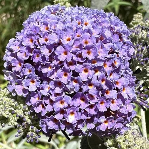 schmetterlingsflieder blumensaat schnittblumen sommerflieder frühlingsblumen blumendeko exotische zimmerpflanzen herbstblumen winterhart blumengarten blumenbeet balkon mehrjährige 250samen