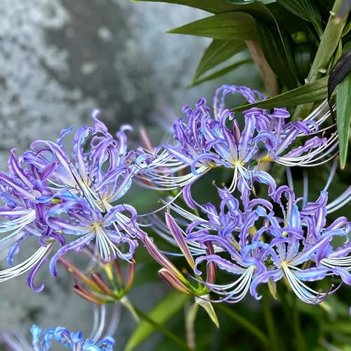 giglio ragno - Lycoris Radiata giardino ornamentali di ufficio balcone d'appartamento 6bulbi