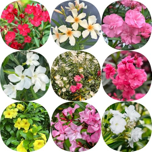 semi di oleandro, giardino estivi vecchie varietà da giardino roccioso da decorazione come per gli ospiti rare esotiche 50pcs