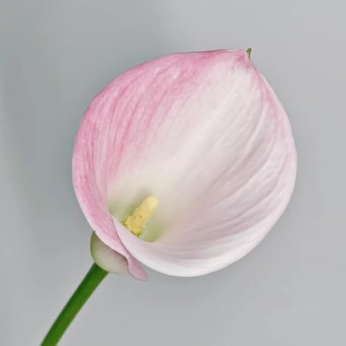 3bulbi di calla resistenti, autunnali dalla di calle, rustiche da giardino da balcone da sono perenni, resistenti
