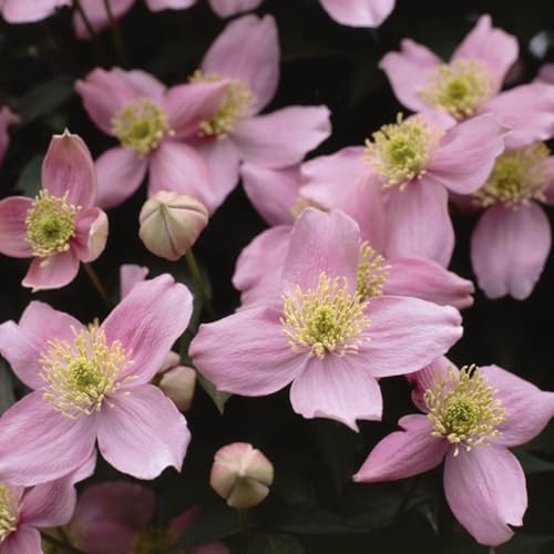 Clematis 'Elizabeth' - Hardy Perennial Vine with Sweet Almond-Scented Blooms - RHS Award Winner - Climbing Plant for Walls and Fences – 2X 3 Litre Potted Plant by Thompson & Morgan