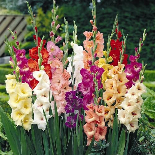 Gladioli Bulbs Gladiolus Corms Colour Mix 'Summer Selection' Sword Lily Half-Hardy Corm Easy to Grow Your Own Outdoor Garden Flowers Supplied As 100x Gladioli Corms by Thompson and Morgan