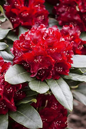 Rhododendron Hybride Cherry Kiss 30-40 cm Zierstrauch immergrün winterhart | Kirschrote Blüten, kompakter Wuchs, pflegeleicht, ideal für Beet und Kübel, halbschattiger Standort, dekorativer Blickfang