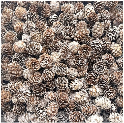 KY-Tech 100pcs Snow Pine Cones 1-2cm Mini Pine Cones Natural PineCones for Craft Christmas Rustic Pinecones for Christmas Wreath Decorations Xmas Tree Decoration (1-2CM)