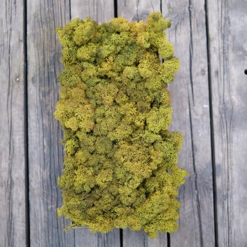 Prefleur Preserved Reindeer Craft Moss Natural DIY Kit Gardenning Art Wall Olive Green Florist Easter Table Decor Wedding(0.85lb)(Green-11)