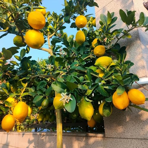 semillas de limonero resistente - balcón jardín exterior 300pcs