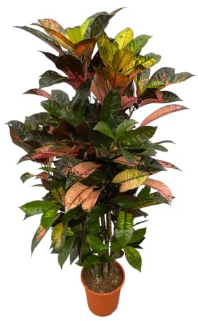 Trendyplants - Codiaeum Iceton verzweigt - Croton - Zimmerpflanze - Höhe 110-130 cm - Topfgröße Ø21cm