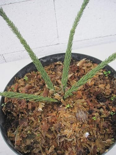 Japanische Sicheltanne Dacrydioides - Cryptomeria japonica Dacrydioides - 40-60cm