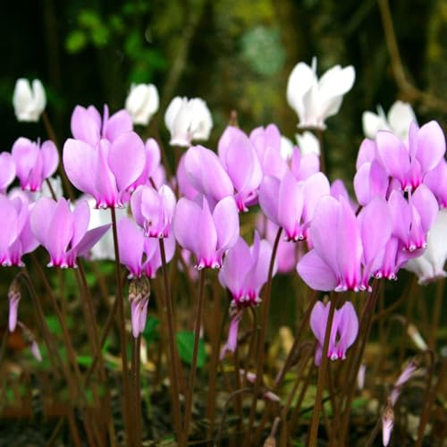 Ciclamino primaverili giardino semi biologici semi di resistenti tetti verdi precoce di serre balcone 500pcs