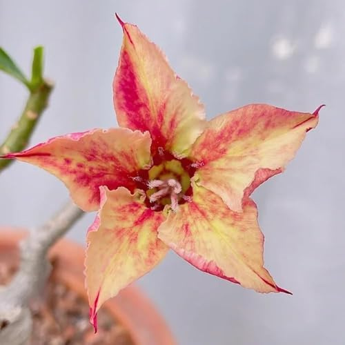 semillas de rosa del desierto resistentes, semillas de pradera silvestres perennes, pradera decorativas, 6pcs