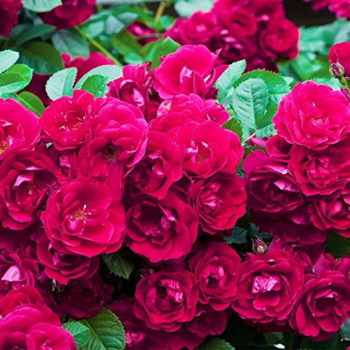 Arbusto roseto fiore da esterno ROSA 'TEQUILA'