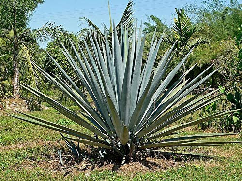 Portal Cool 10 semi - Blue Agave - (Agave Tequilana) - Tequila Agave / Agave Azul