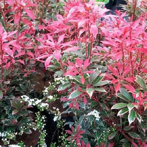 Andromède du Japon 'Carnival' – Pieris japonica 'Carnaval' 20-30 cm pot | Arbuste persistant, feuillage panaché vert & crème, floraison printanière