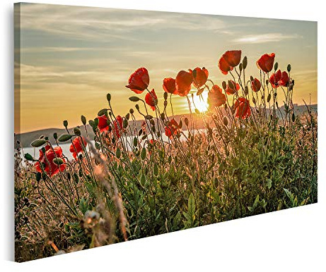 islandburner Prime Bild auf Leinwand Rote Mohnblumen Sonne untergehend hinter über Mönchgut Ostseeinsel Rügen Wandbild Poster Leinwandbild