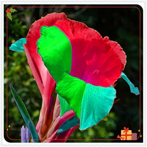 Perennial,Giant Canna Lily Bulbs, Hardy, Professional for Beautiful Garden Displays-3 Bulbs-G