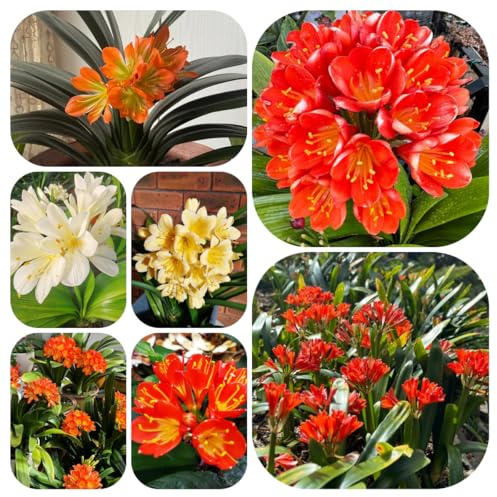 cliviasamen - garten winterhart, balkon bio exotische outdoor 30pcs