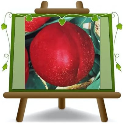 EURO PLANTS VIVAI Pêcher Nectarines à pulpe blanc Caldesi 2000 plante fruitière en pot 20 cm hauteur 150-170 cm - Âge 2 ans